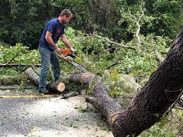Best Palm Tree Trimming  in Missouri City, TX