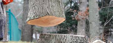 Professional Tree Services in Missouri City, TX