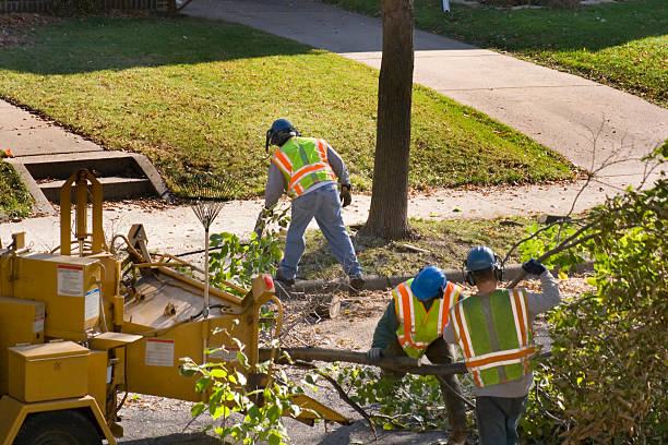 Best Lawn Grading and Leveling  in Missouri City, TX